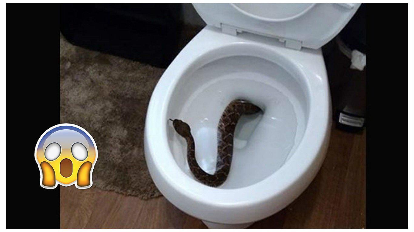 Facebook: encontraron serpiente en su inodoro, pero luego vieron algo peor (FOTOS)