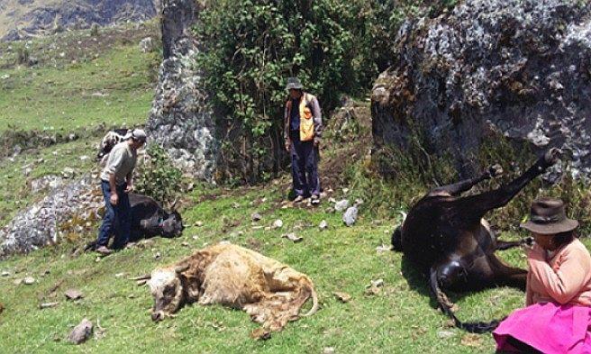 Rayo mata una docena de reses y preocupa a pobladores 