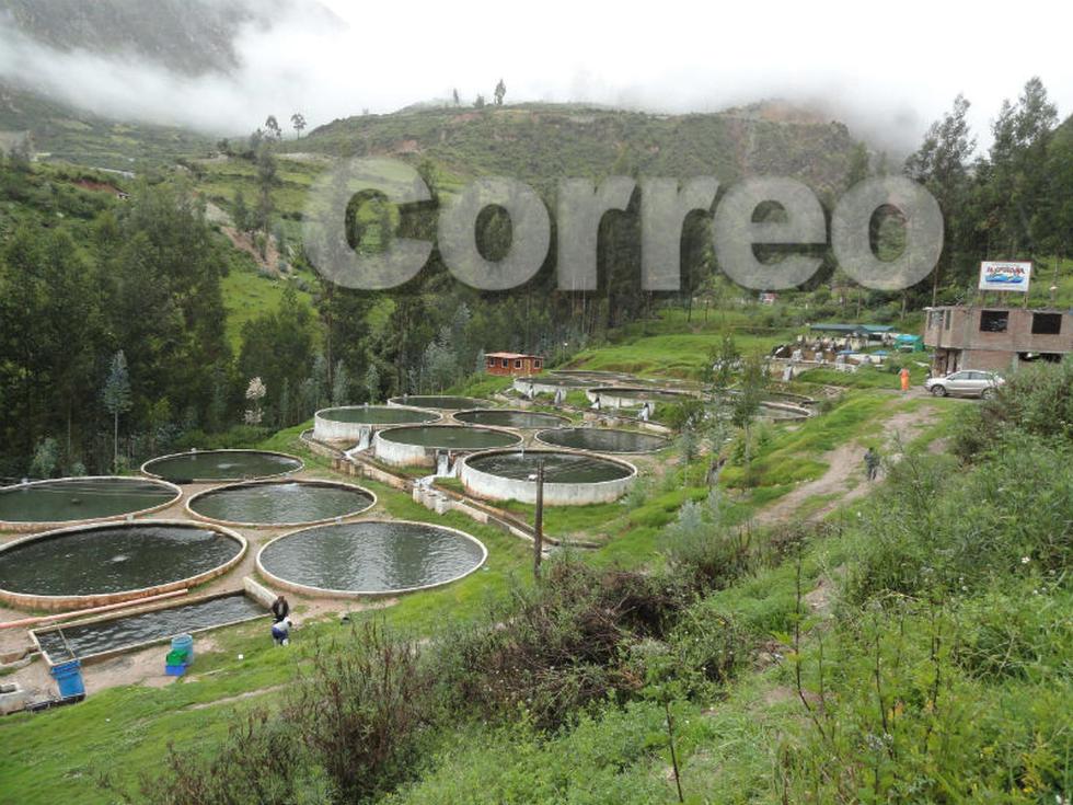 Chalhuas produce 180 toneladas de trucha  (FOTOS)