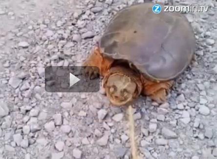 VIDEO: Conoce a la verdadera y peligrosa tortuga 'ninja'