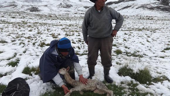 Ante heladas y nevadas declaran 14 distritos de Huancavelica en emergencia 