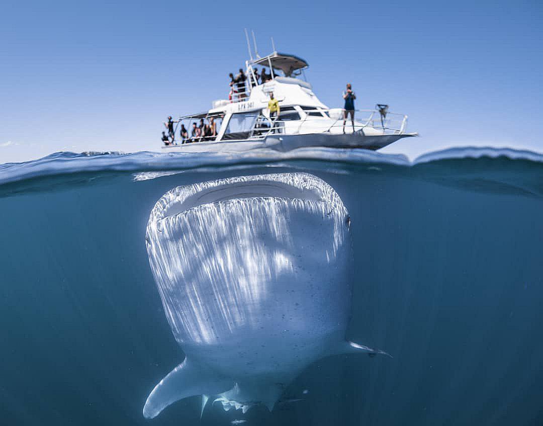 Foto de enorme tiburón ballena debajo de un barco impacta en redes sociales