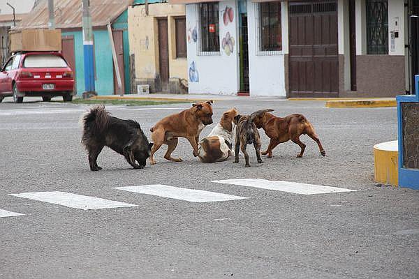 Rabia canina: Cerro Colorado propone realizar una captura masiva de perros callejeros