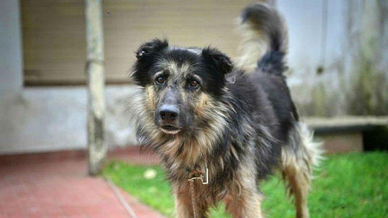 Amazonas: Perrito evitó el robo a un grifo en Bagua