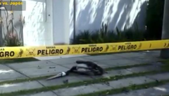 Pelícano muere en puerta de casa de vecina. Foto: San Isidro