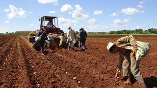 Prevén crecimiento de hasta un 6% en la producción agrícola 2021 – 2022 de la región Ica