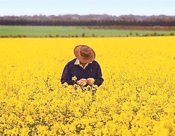 La canola nunca prendió