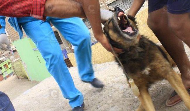 Arequipa: Detectan dos casos nuevos de rabia canina y una persona mordida