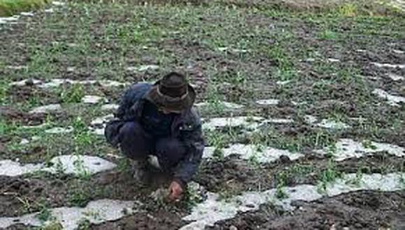 Ayacucho: Granizada y lluvia afecta más de 10 haz de cultivos