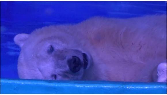 China: El "oso polar triste" revela la explotación de más animales salvajes (VIDEO)
