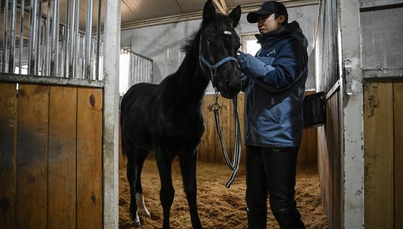 Zhuangzhuang, el primer caballo clonado del país criado por la compañía china Sinogene, se ve con el entrenador de animales Yin Chuyun en un establo en el club de equitación Sheerwood en Beijing el 12 de enero de 2023. (Foto de Jade GAO / AFP)