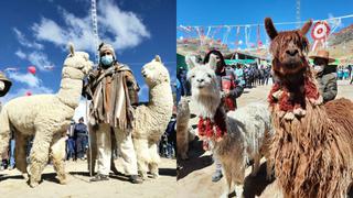 Puno: la fibra de alpaca más fina del mundo está en poblado de Quelcaya
