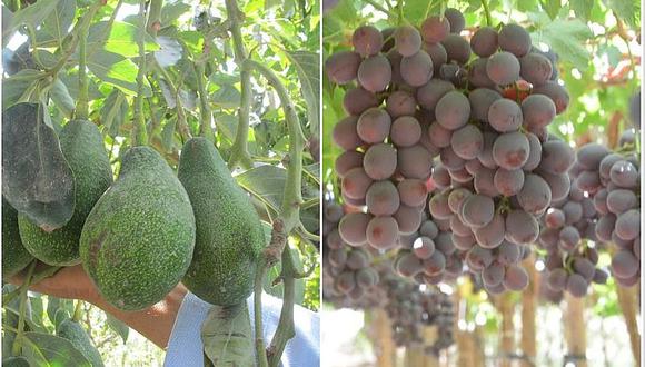 ​Arequipa con mayor exportación de uva y palta durante el 2019