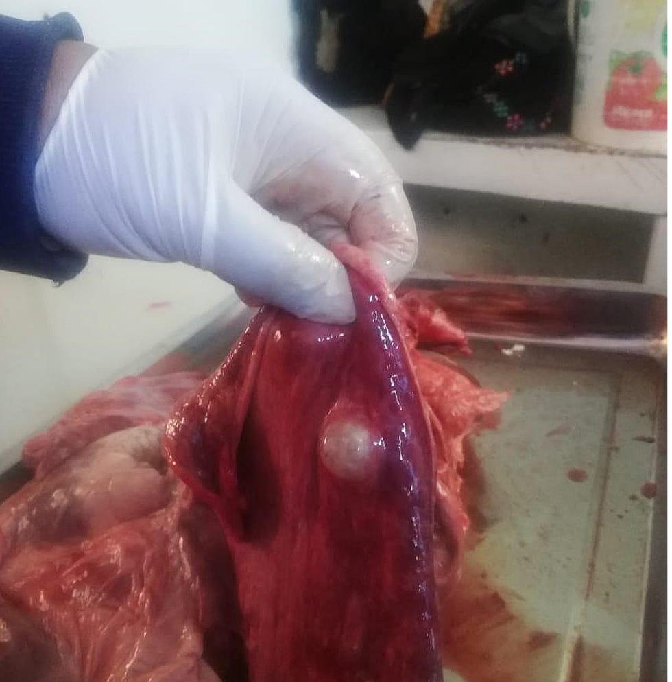  Decomisan vísceras con quiste hidatídico y carne de procedencia clandestina