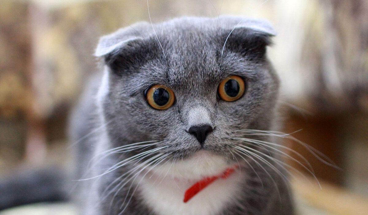 Los bebés pueden verse afectados tras heredar esta enfermedad por parte de la madre. (Foto: Referencial - Pixabay)