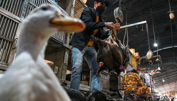El virus H5N1 o “gripe aviar” es un virus que se puede transmitir desde aves o mamíferos marinos al ser humano. (Foto de TANG CHHIN Sothy / AFP)
