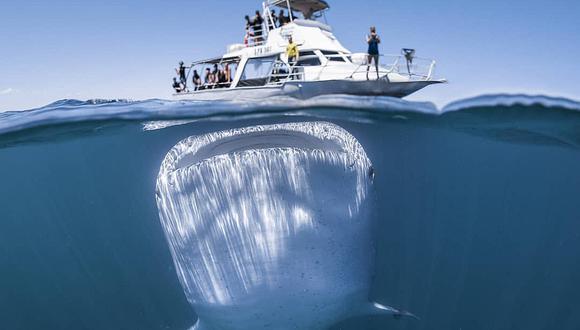 Foto de enorme tiburón ballena debajo de un barco impacta en redes sociales