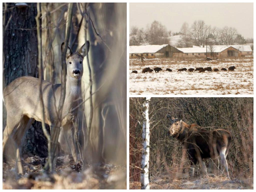 Chernobil: Fauna prospera 30 años después del accidente nuclear