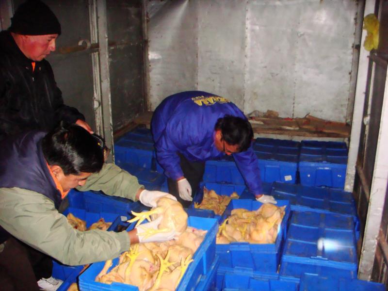 Ayacucho: Intervienes pollos en pésimo estado
