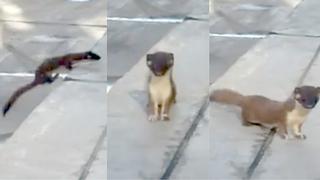 Comadreja es avistada perdida en las calles de Cusco (VIDEO)