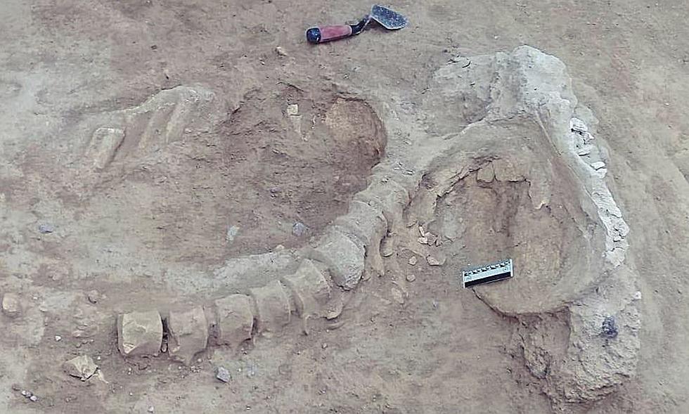 Hallan restos óseos animales que datarían de 10 mil años a. c.