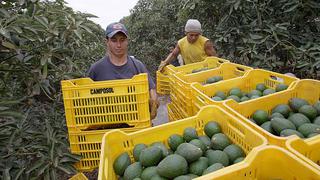 Congreso decidió que derogación de Ley de Promoción Agraria primero sea discutido en las comisiones Agraria y de Economía