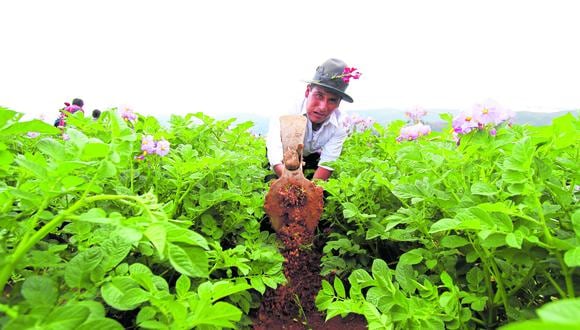 Cultivos en riesgo en  la región Junín