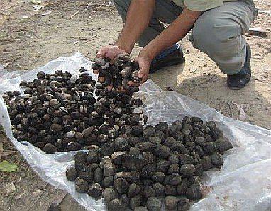 Empieza la veda de conchas negras en Tumbes 