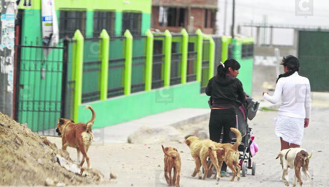 Rabia canina: 8 mil perros callejeros hay en la región