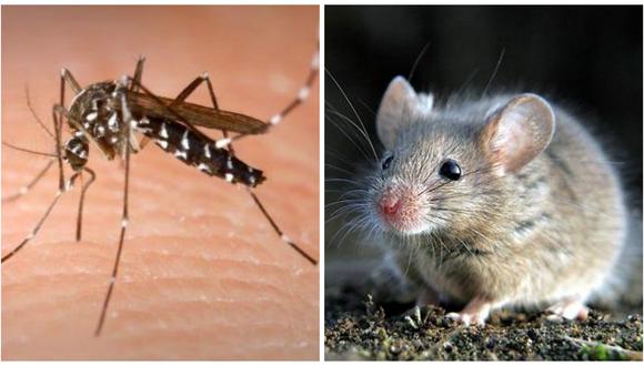 Fenómeno El Niño: Lucha sin cuartel contra roedores e insectos 