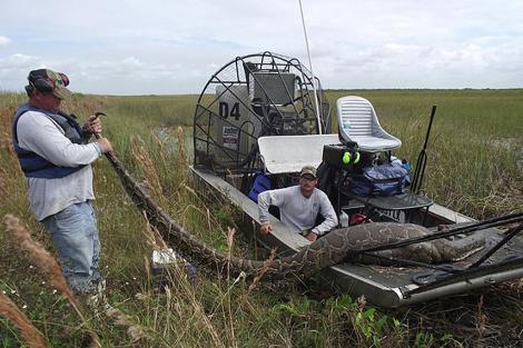 Capturan serpiente de 5.6 metros de largo