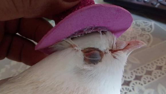 Maltrato animal: Pegan sombrero a paloma blanca usada en matrimonio (FOTOS)