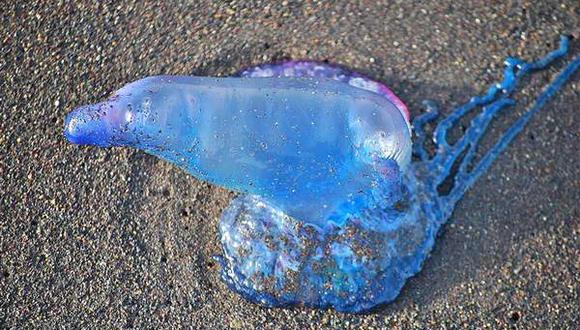 ¿Por qué es peligroso ver esta medusa azul en la playa? (VIDEO)