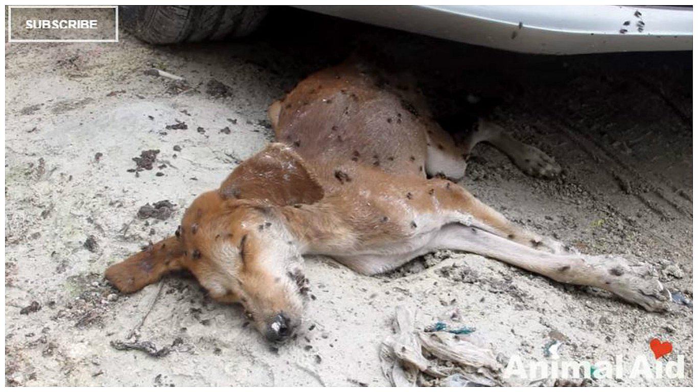 YouTube: lo encontraron moribundo, pero ahora luce así (VIDEO)