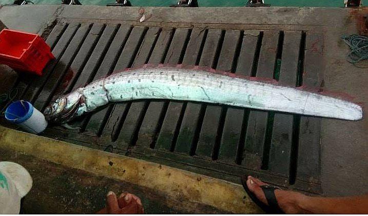 Encuentran un pez remo en muelle de Máncora (FOTOS) 