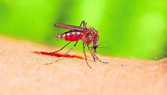 Piura: En solo tres semanas se han reportado 62 casos de dengue entre probables y confirmados