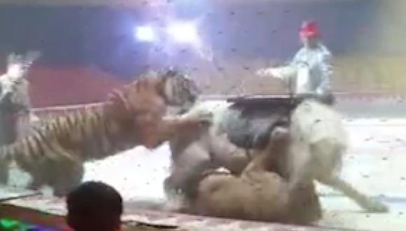 León y tigre atacan a un caballo en circo (VIDEO)