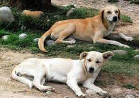 son perros callejeros amigables