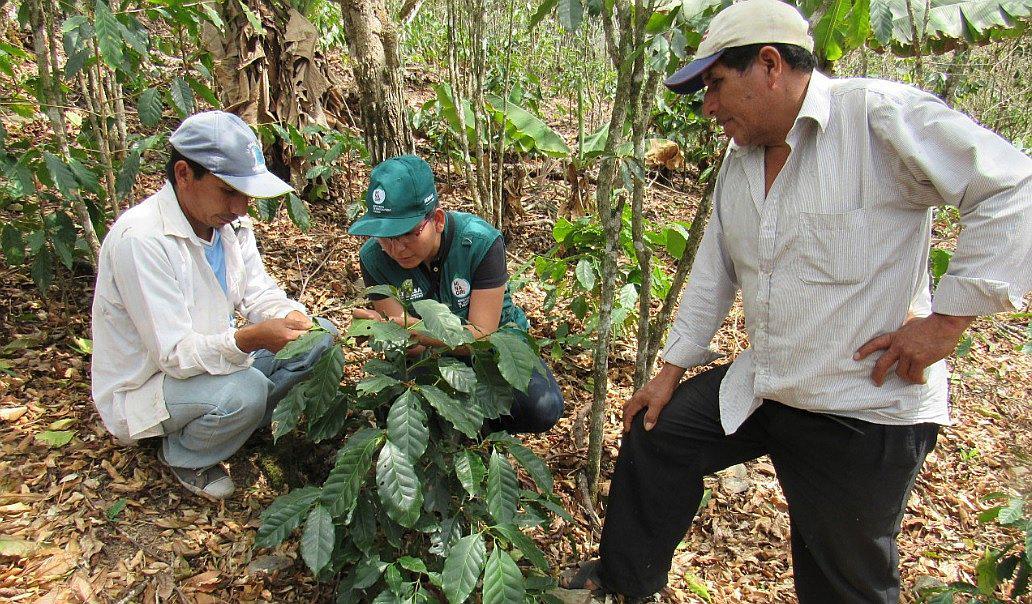 Atienden más de mil hectáreas de café ante presencia de plagas en Cusco