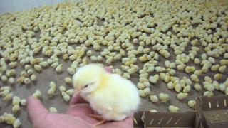 YouTube: 10,000 pollos corren libre por la pista