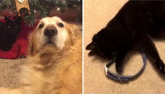 Gato con el corazón roto abraza el collar de su amigo perro que murió (VIDEO)