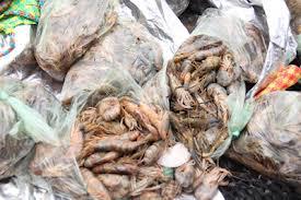 300 kilos de camarones fueron incautados en temporada de veda