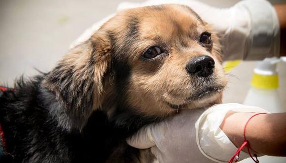 Fundación Rayito espera dar en adopción a más de 50 mascotas que fueron abandonadas en pandemia. (Fotos: Facebook Fundación Rayito/ Producciones Vida)