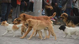 Maltrato animal: Ventanilla sancionará con S/ 4.300 a agresores de mascotas 