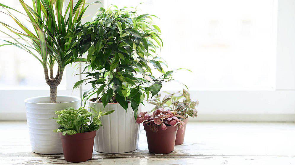 5 plantas para purificar el aire del hogar según la NASA