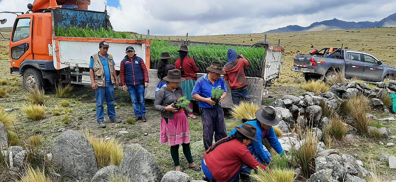 Sembrarán miles de árboles en las provincias de Sucre y Vilcashuamán 