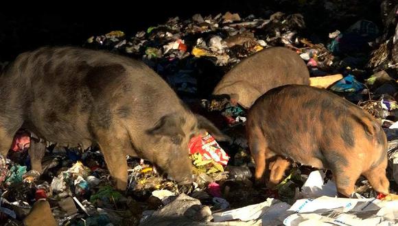 Nuevo Chimbote: Encuentran cerdos en botadero de pampa La Carbonera (VIDEO)