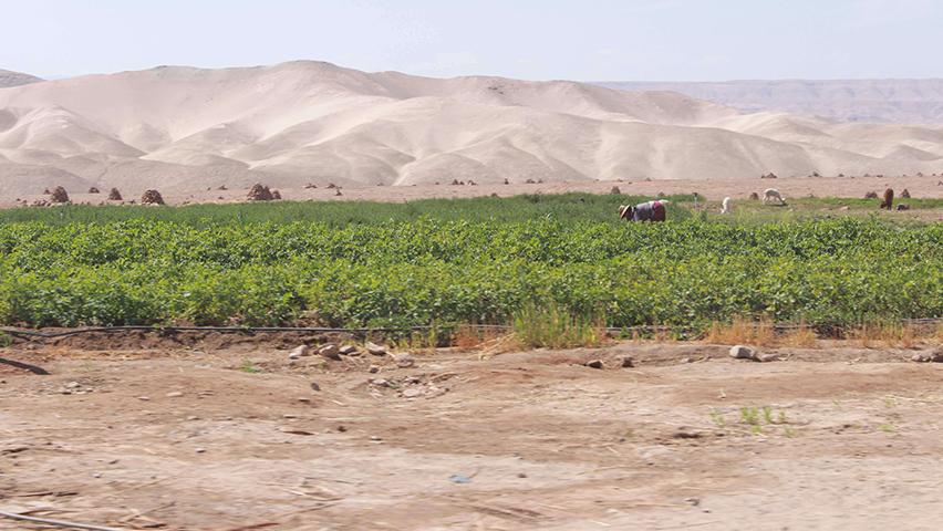 Moquegua: Producción agrícola se reduce a la mitad en Moquegua por falta de lluvias