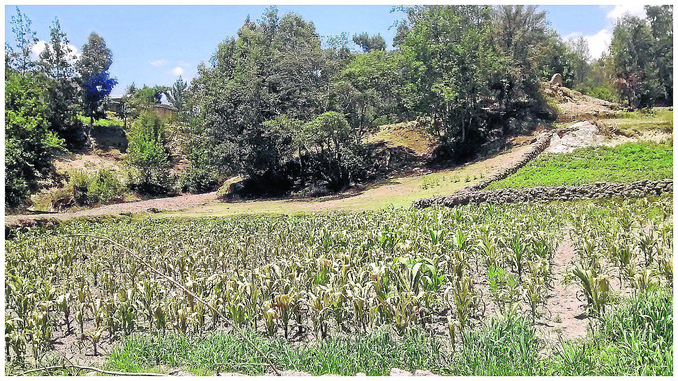 ​Sembríos de maíz, papa y otros son destruidos por heladas y sequías