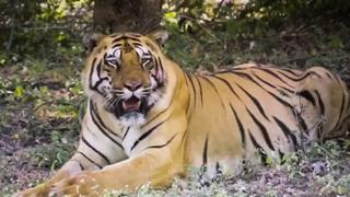Nadia, la tigresa que ha dado positivo por COVID-19 en zoológico de Nueva York